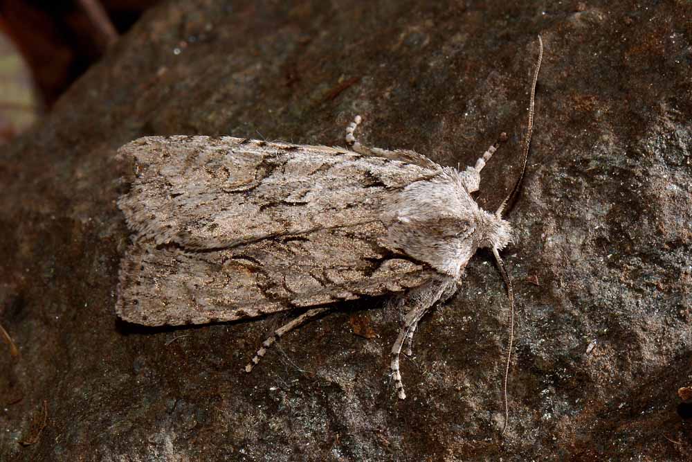 Lithophane (Lithophane) ornitopus  - Noctuidae